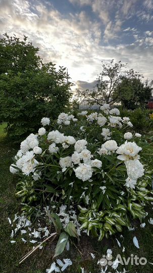 Беллый пион. Корни