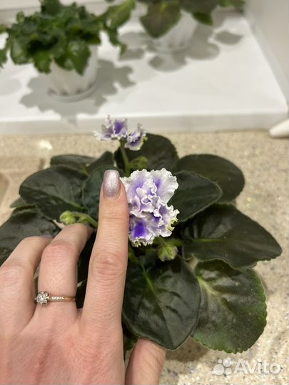 Фиалки цветущие в горшке