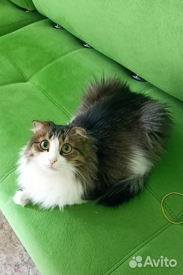 Передержка животных