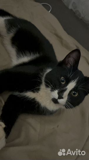 Котик в добрые руки