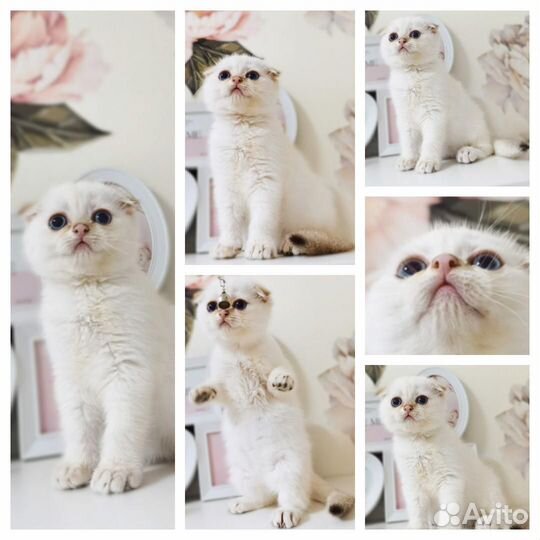 Золотая шотландская шиншилла