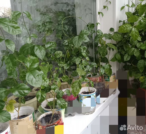 Жасмин Самбак ароматный комнатный, саженцы