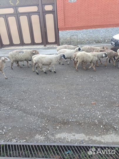 Овцы бараны