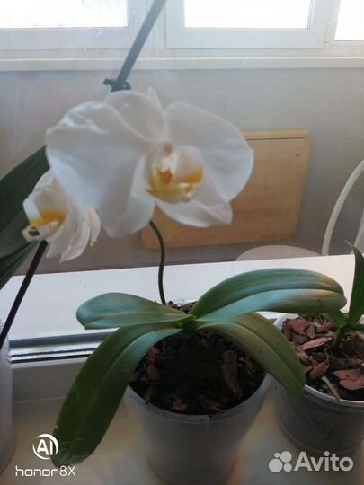 Орхидея фаленопсис