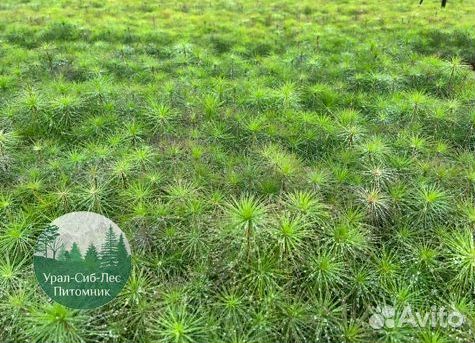 Сеянцы зкс Сосна окс Ель Лиственница Горная