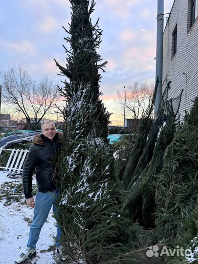 Елки крупномеры