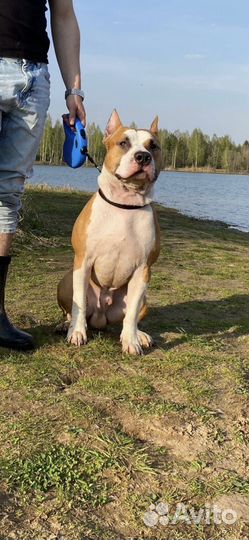 Стаффордширский терьер вязка