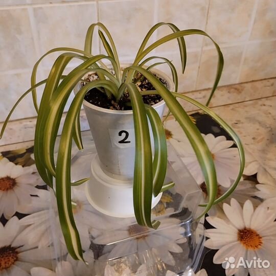 Комнатные растения, хлорофитум