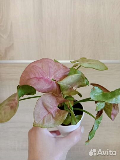 Сингониум Неон робуста, Милк конфетти