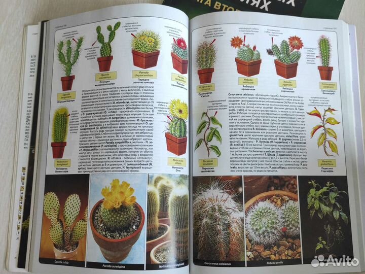 Хессайон Все о комнатных растениях