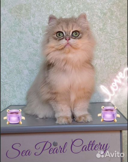 Голубое золото ау12 британец