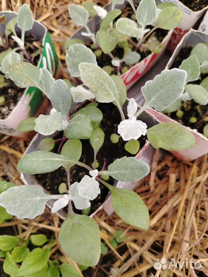 Рассада бархатцев высоких и низких, астр,цинерарии