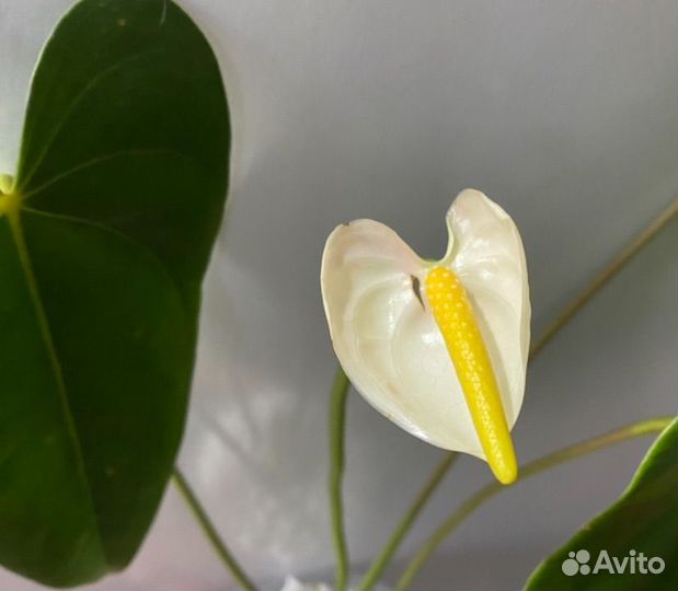 Антуриум индонезия белый