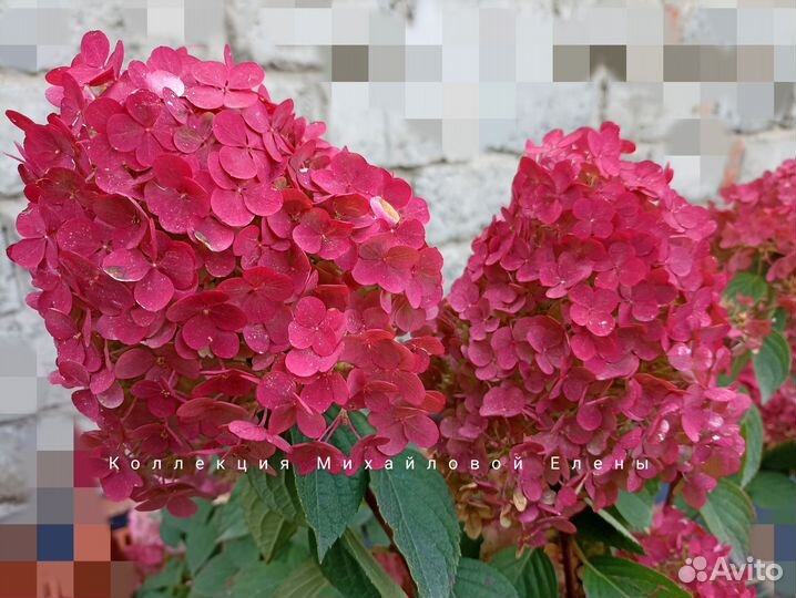 Гортензия Самарская лидия гарантия сортности