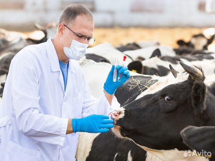 Ветеринарный врач крс