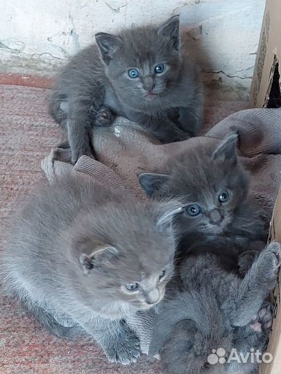 Продаются котята