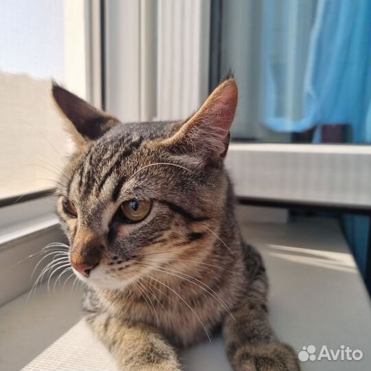 Котёнок мальчик