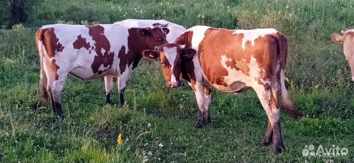 Тёлки стельные