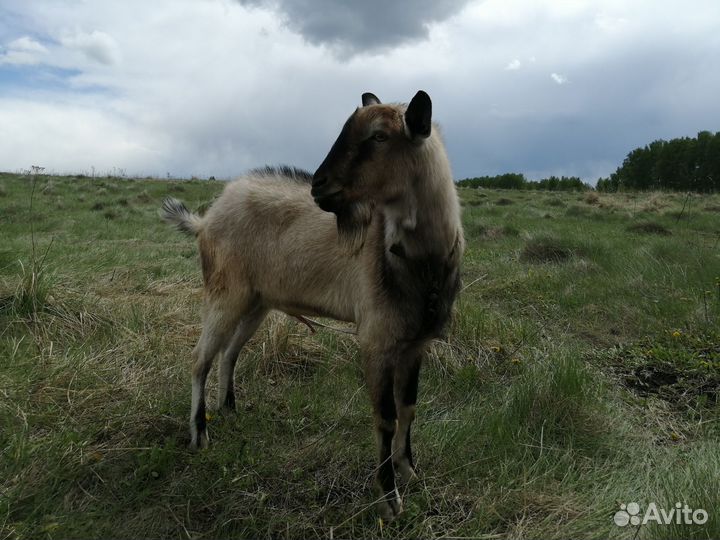 Козел Альпийский