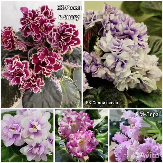 Набор сортовых фиалок