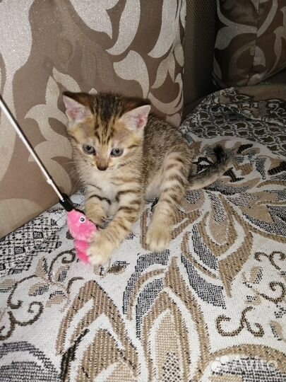 Кошки в добрые руки бесплатно