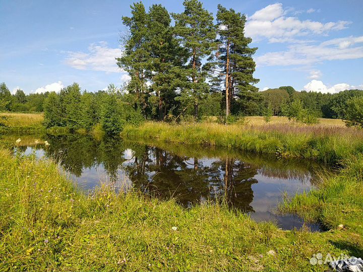 Лесной Мед с личной пасеки Галичского района 2024