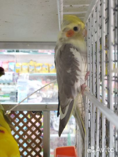 Попугай корелла