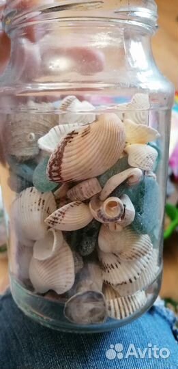 Морские ракушки раковины