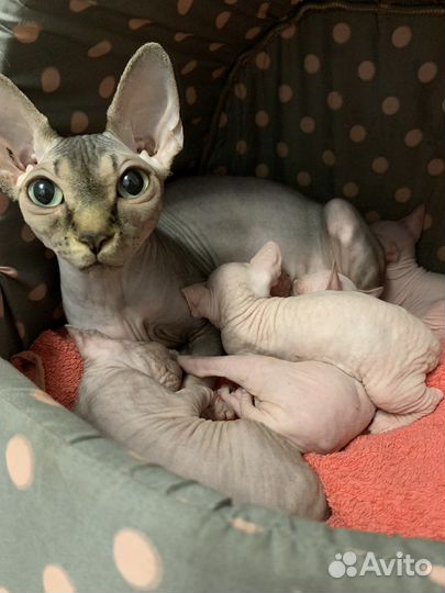 Канадский сфинкс котенок