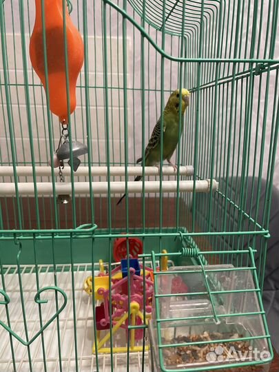 Волнистый попугай с клеткой