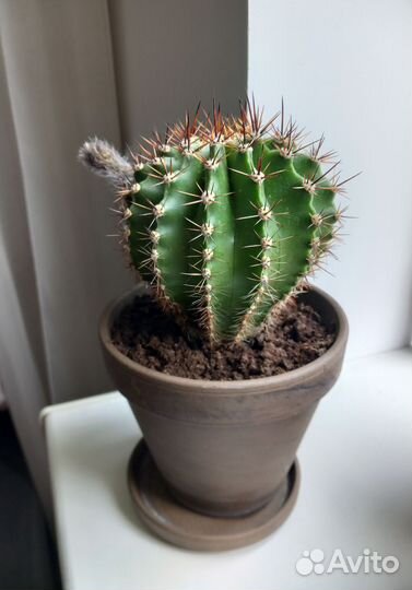 Кактус эхинопсис