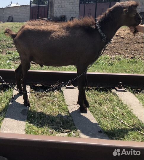 Дойная коза зааненская и козел ламанча