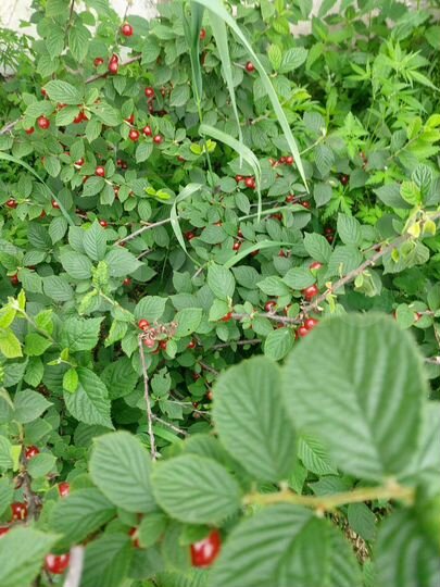 Дом 20 м² на участке 10 сот.