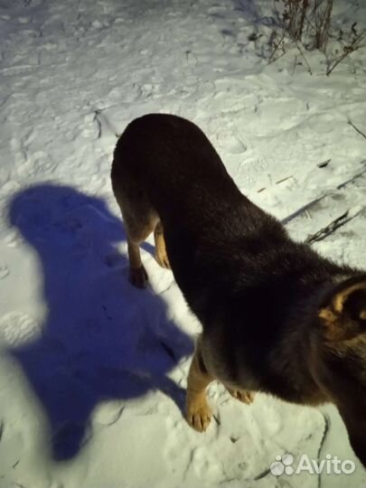 Потерялась собака