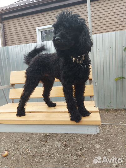 Той-пудель ищет подружку