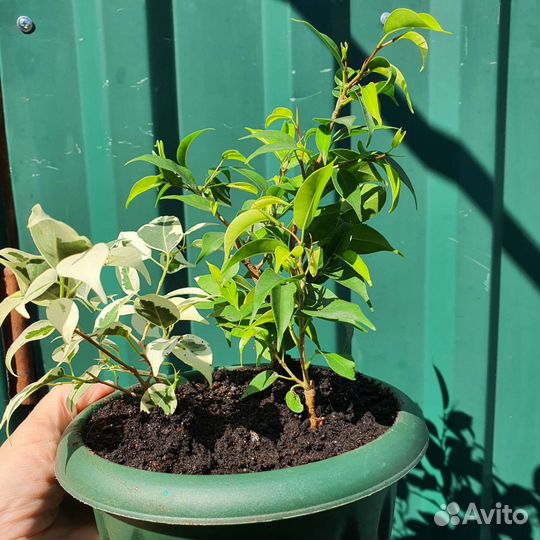 Декабрист шлюмбергера, фикус, фикус карликовый