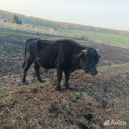 Продам быка
