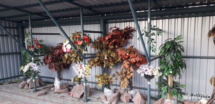 Деревья, бонсай, цветы