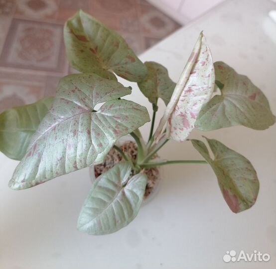 Сингониум Милк конфетти (тай)