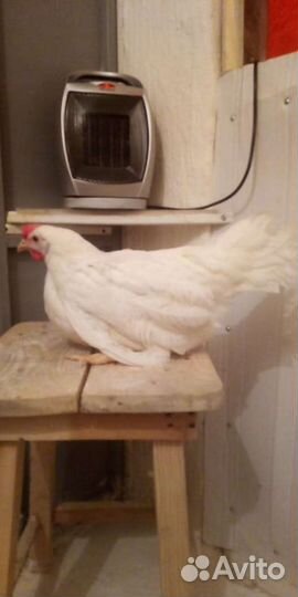 Куры молодки