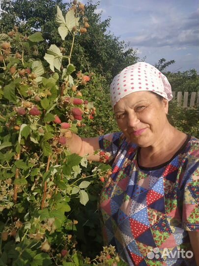 Малина саженцы