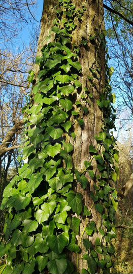 Участок 80 сот. (ИЖС)