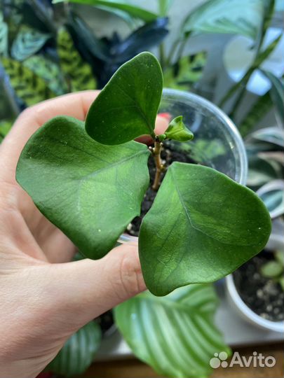 Фикус триангулярис 