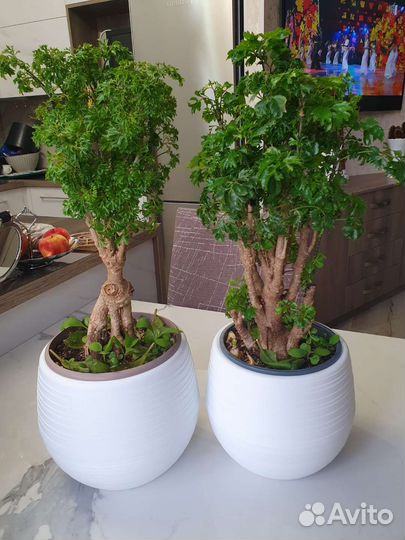 Полисциас кучерявый (укорен. черенки)