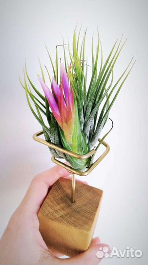 Тилландсии