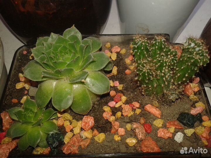 Флорариумы, кактусы, суккулетны