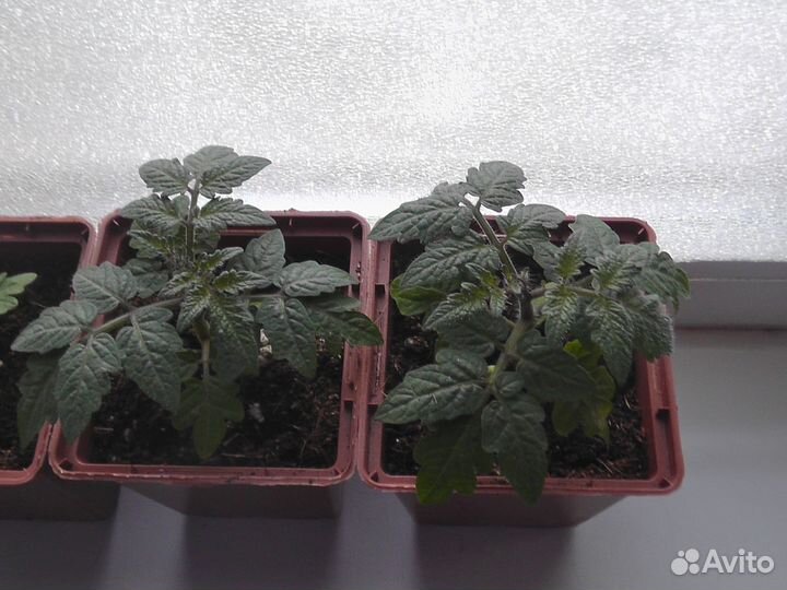 Комнатный помидор, семена и рассада