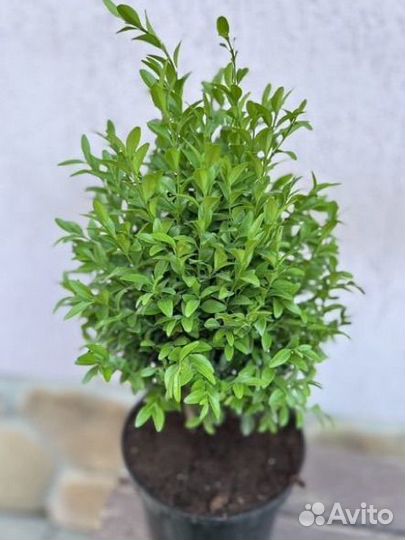 Самшит 30-90 см
