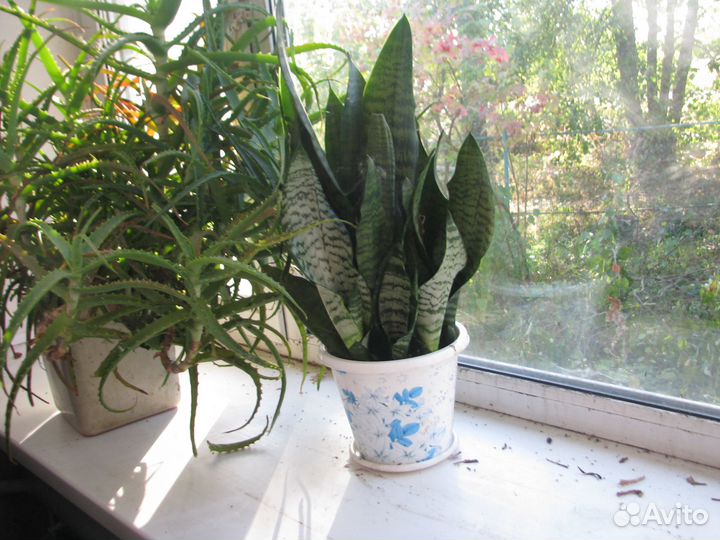 Алоэ столетник