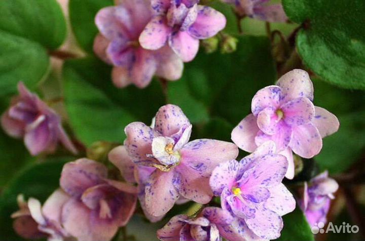 Фиалка - детки